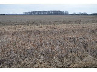 Property photo 42 - 175 Acres Offered in 5 Tracts - Tontogany, Ohio Farm Land Auction